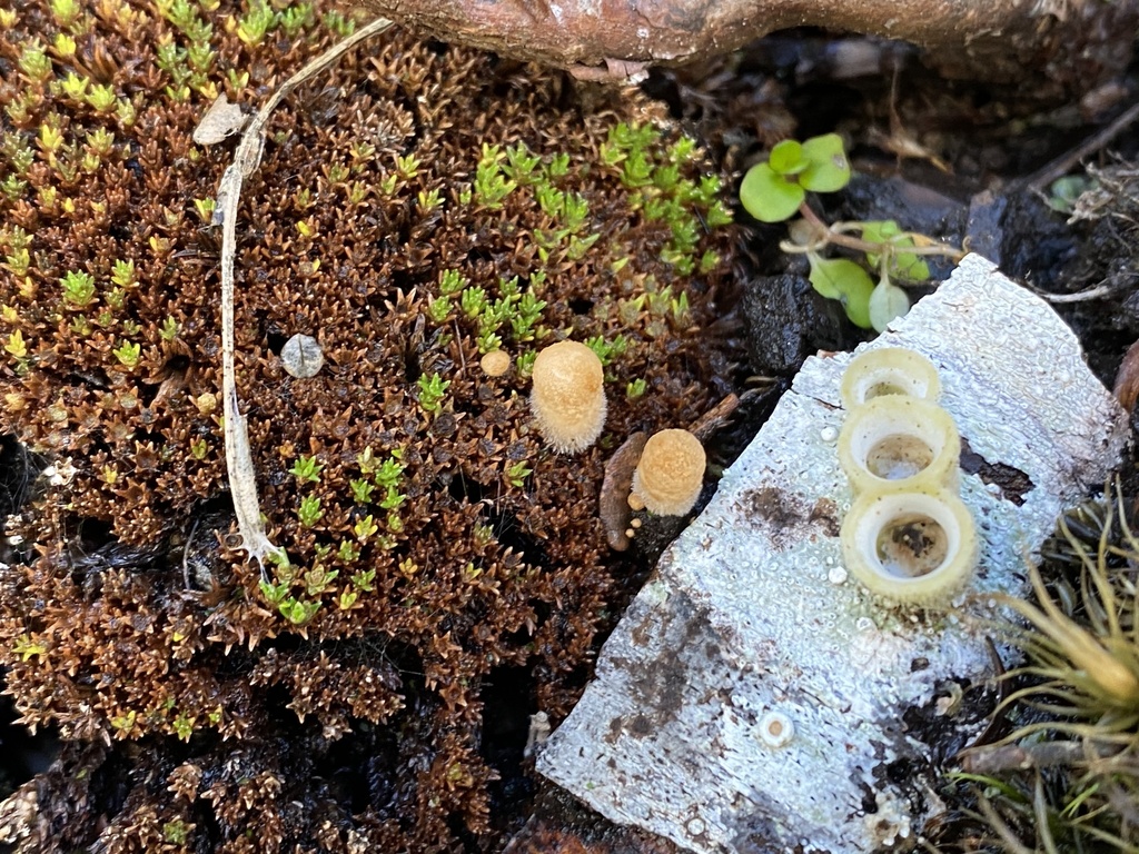 woolly bird's nest fungus from Malvern Street, Glenleith, Otago, NZ on