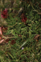 Astragalus monspessulanus monspessulanus