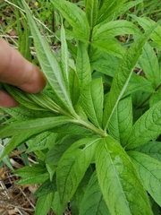 Veronicastrum virginicum
