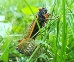 Magicicada septendecula