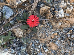 Silene serpentinicola