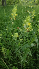Rhinanthus mediterraneus