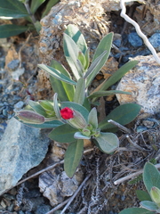 Silene serpentinicola