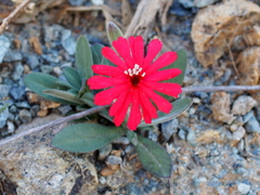 Silene serpentinicola