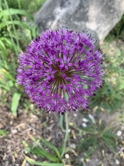 Allium giganteum