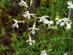Silene nutans