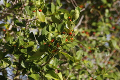 Erythroxylum passerinum