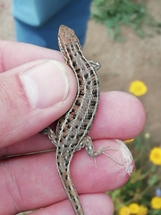 Psammodromus occidentalis
