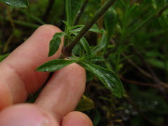 Silene nutans