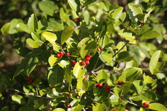 Erythroxylum passerinum