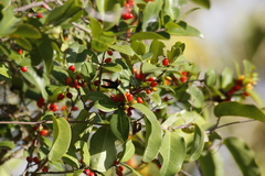 Erythroxylum passerinum