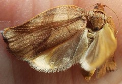 Choristoneura fractivittana