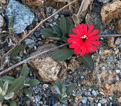 Silene serpentinicola