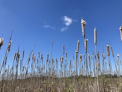 Typha × glauca