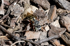 Triepeolus subnitens