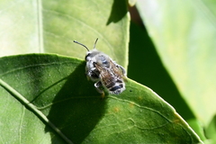 Megachile perihirta