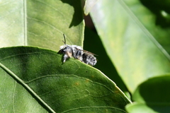 Megachile perihirta