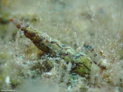 Turritella turbona