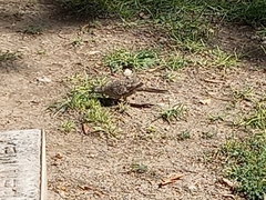 Columbina inca