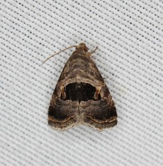 Tripudia rectangula