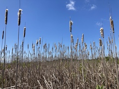 Typha × glauca