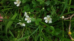Potentilla montana