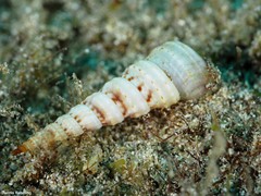 Turritella turbona