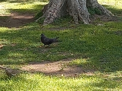 Columba livia