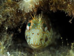 Parablennius goreensis