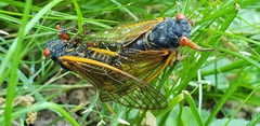 Magicicada septendecula