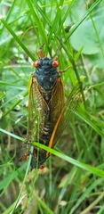Magicicada septendecula