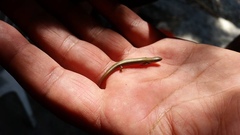 Ablepharus kitaibelii