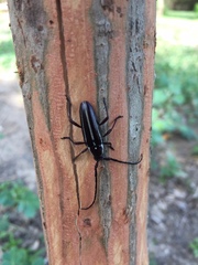 Sphaenothecus facetus