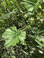 Sidalcea hendersonii