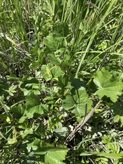 Sidalcea hendersonii