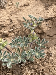 Lupinus kingii