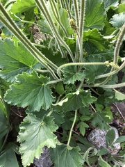 Heuchera richardsonii