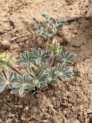 Lupinus kingii