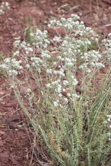 Teucrium capitatum gracillimum