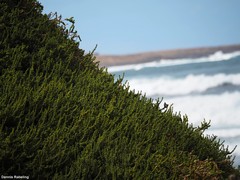 Traganum moquinii