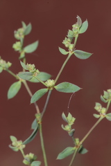 Paronychia suffruticosa