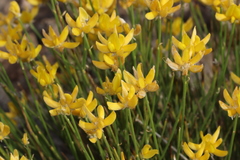 Genista umbellata