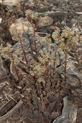 Sedum album