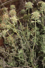 Teucrium murcicum