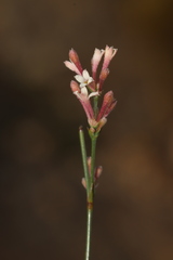 Asperula aristata scabra