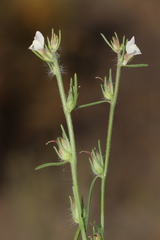 Misopates microcarpum
