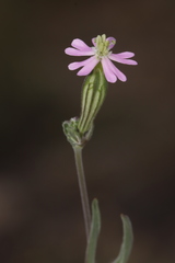 Silene secundiflora