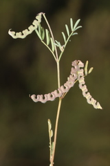 Hippocrepis ciliata