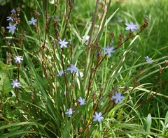 Orthrosanthus monadelphus