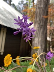 Dichelostemma